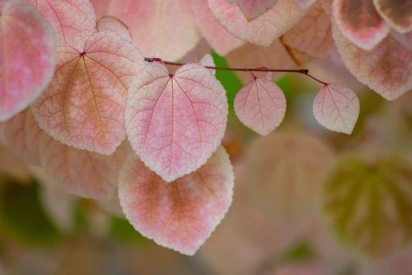 Menopausa: come prevenire e curare la stipsi