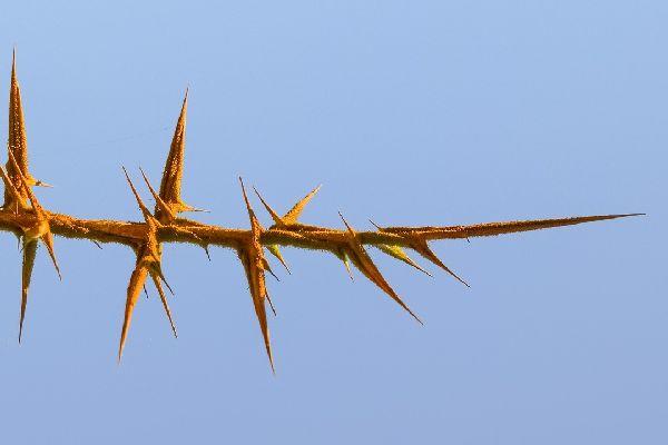 Perimenopausa: incidenza e caratteristiche dei sintomi muscoloscheletrici