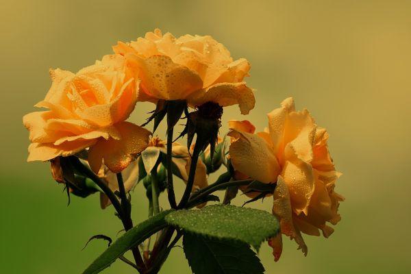 Diagnosi e cura del dolore sessuale dopo il parto