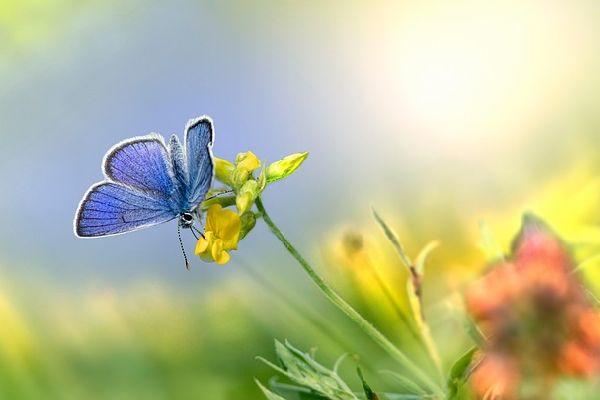 Cistite e antibiotici: le indicazioni delle linee guida