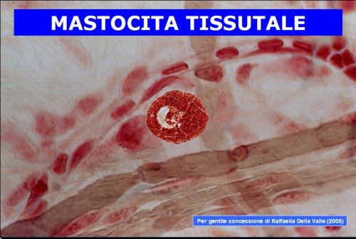 Immagine microscopica di un mastocita, in cui sono ben visibili le vescicole che, aprendosi all'esterno della cellula nei tessuti circostanti, rilasciano le sostanze dell'infiammazione, deputate – in condizioni normali – a combattere i fattori che minacciano i tessuti stessi.